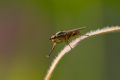 Pherbellia cinerella